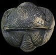 Bumpy Enrolled Morocops (Phacops) Trilobite #39461-1